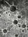 Withered flowers in greyscale